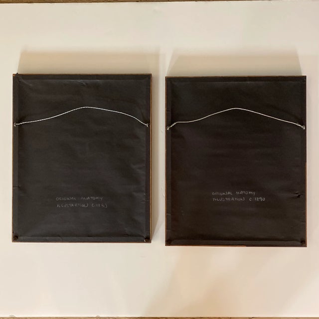 1890 Original Skeleton Anatomy Illustrations - Set of 2 For Sale In Los Angeles - Image 6 of 7