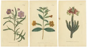Purple Jacob's Ladder, Golden Monkeyflower and Red Kangaroo Paw Prints, 1797, Print
