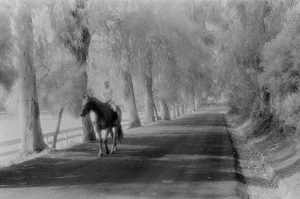 "Malibu Bridal Path" Contemporary Original Black and White Signed Photograph by Tony Zaza