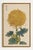 Gold Mum by Hasegawa, Vintage Japanese Botanical Art Print, 24" X 36" For Sale In Buffalo - Image 6 of 10