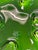 Glass Ikebana Bowl in Green Art Glass by Michael Bang for Holmegaard, Denmark, 1975 For Sale - Image 7 of 10