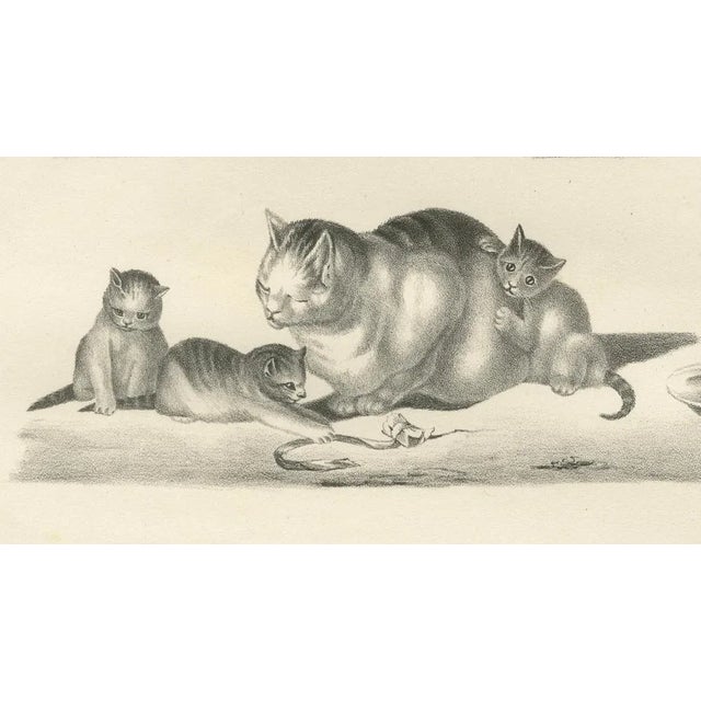 Mid 19th Century Domestic Cats, 1836, Lithograph For Sale - Image 5 of 10