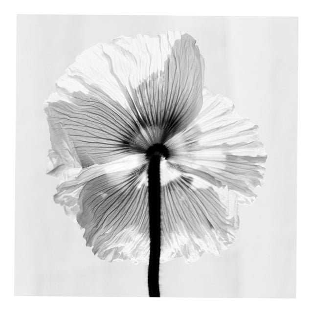 Ugne Pouwell, Poppy No.11, Analogue Black and White Floral Photography, Limited Edition of 20 For Sale
