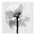 Ugne Pouwell, Poppy No.11, Analogue Black and White Floral Photography, Limited Edition of 20 For Sale