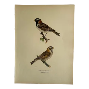 Birds of Sweden Chromolithograph Calcarius Lapponicus