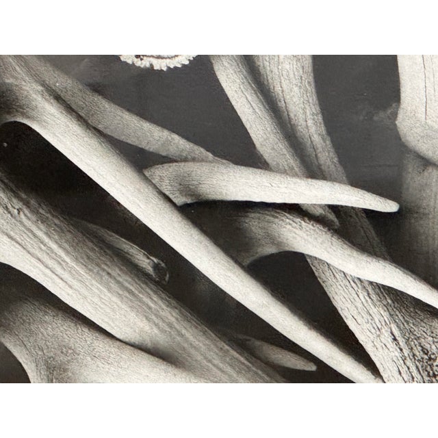 Bone Contemporary Antler Study Photograph, Signed For Sale - Image 7 of 12