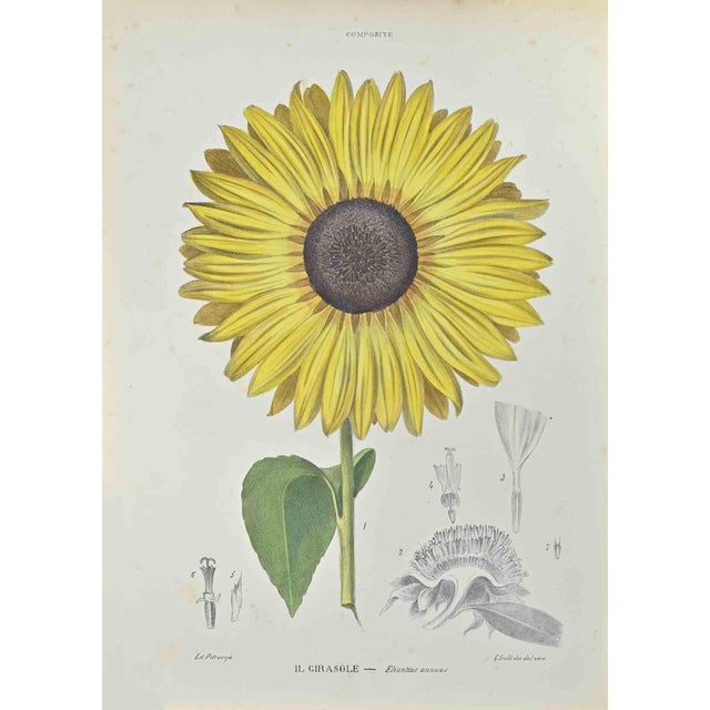 Vincenzo Tenore, Sunflower, Lithograph, 1870s For Sale