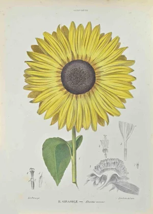 Vincenzo Tenore, Sunflower, Lithograph, 1870s