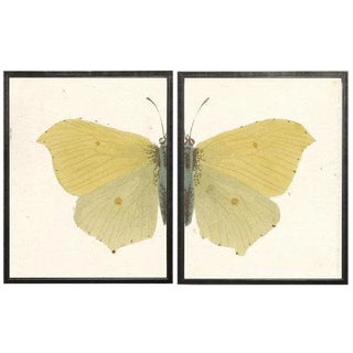 Split Yellow Butterfly - 38" X 25" For Sale