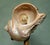 Antique French Art Nouveau Brass and Shell Table Lamp by Louis Majorelle, 1900 For Sale - Image 14 of 18