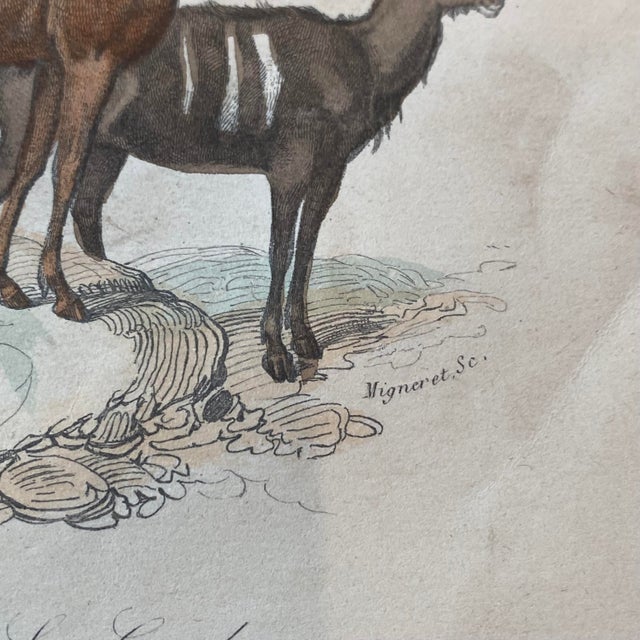 Tan French Antique 18th Century "Le Gnou" Animal Engraving Hand Colored Signed Artwork For Sale - Image 8 of 11