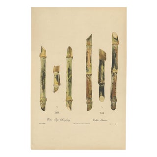 Sugarcane, 1892, Paper For Sale