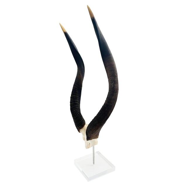 Discover the elegance of nature with our Nyala Horn mounted on a pristine lucite stand. Each piece is ethically sourced to...