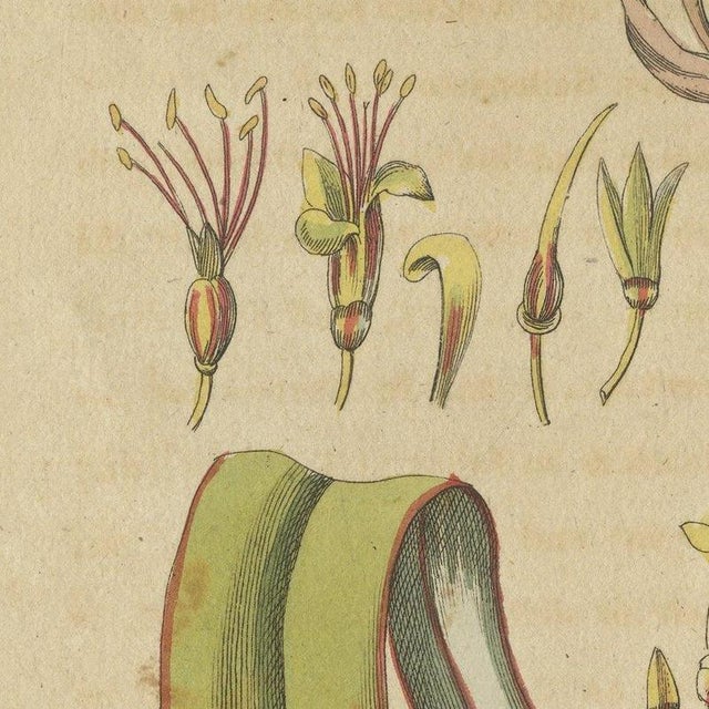 Beige Bertuch, New Zealand Flax with Flower Details, 1815, Print For Sale - Image 8 of 12
