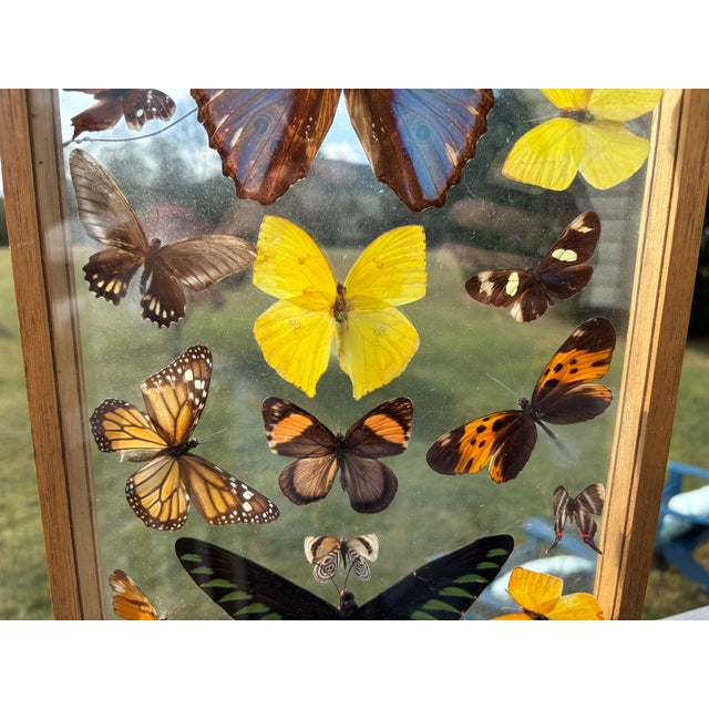 Mid 20th Century Butterflies For Sale - Image 5 of 11
