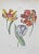Vincenzo Tenore, Dutch Tulip, Lithograph, 1870s For Sale