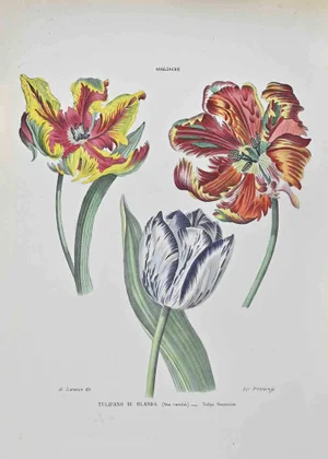 Vincenzo Tenore, Dutch Tulip, Lithograph, 1870s