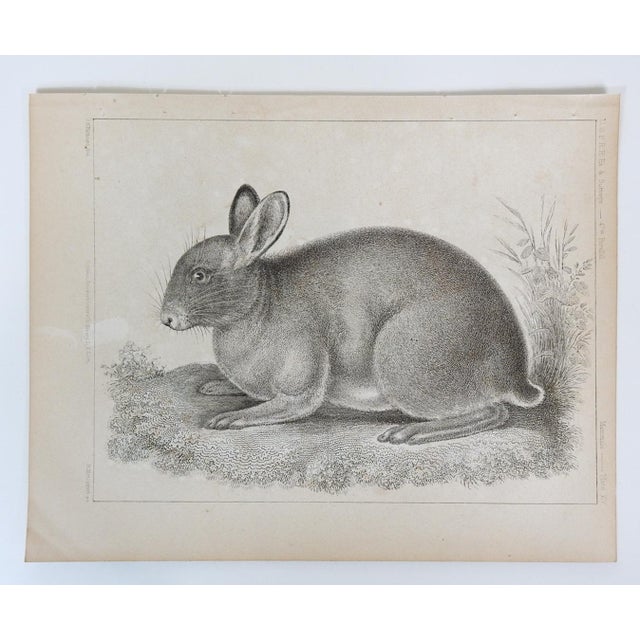 Mid 19th Century Us Pacifc Railroad Rabbit Lithograph Book Plate For Sale - Image 4 of 4
