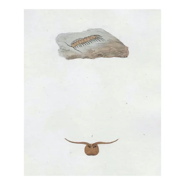 Antique English Insect Centipede Engraving For Sale