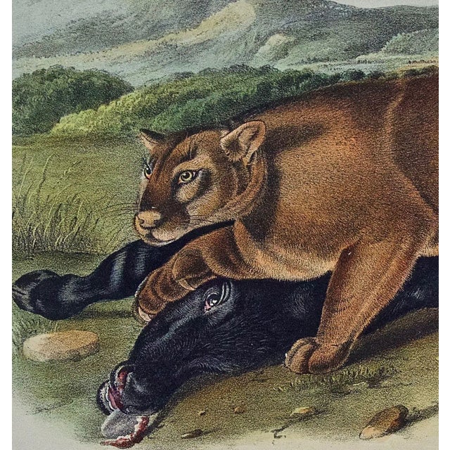 Audubon Cougar: An Original 19th C. Audubon Hand Colored Quadruped Lithograph, 1849-1854 For Sale - Image 4 of 4