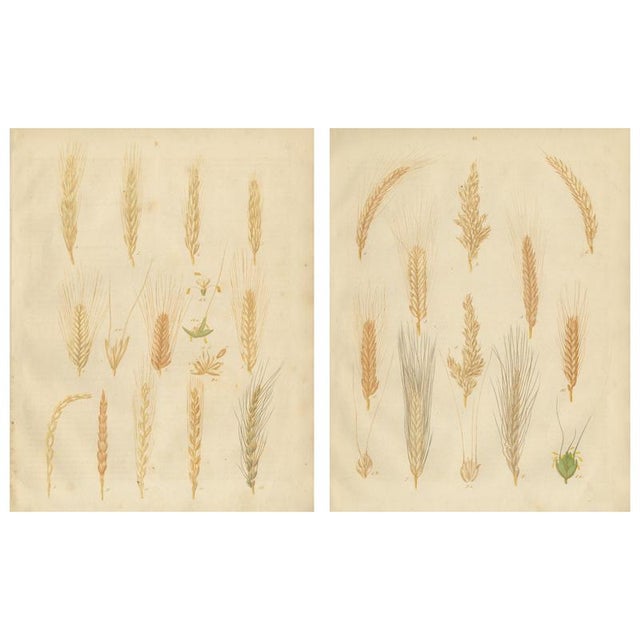 Carl Gustav Calwer, Grain Studies Wheat Varieties, 1852, Botanical Lithographs, Set of 2 For Sale - Image 9 of 9