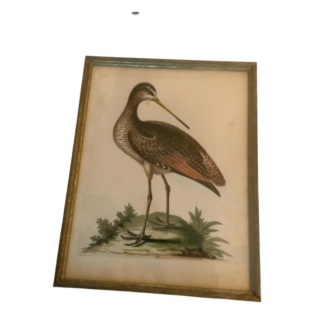Mid 18th Century Set 6 George Edwards Mid Eighteenth Century Prints Beautifully Framed Hand Colored 133 136 137 138 For Sale - Image 5 of 12