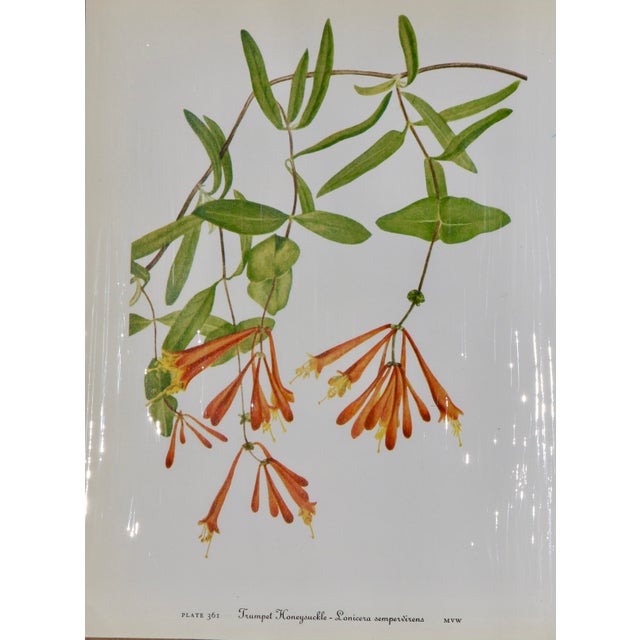 Paper Set of 12 Vintage Botanical Prints Unframed For Sale - Image 7 of 14