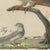 Bertuch, Swallows, Swifts and Nightjar, 1805, Print For Sale - Image 6 of 12