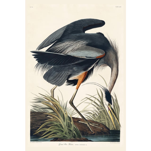 John James Audubon American Flamingo & Great Blue Heron Diptych, Audubon Birds of America Art Prints, 24" X 36" For Sale - Image 4 of 9