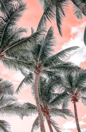 "Palms" 48x32 Contemporary, Fine Art Photography by Kristin Hart
