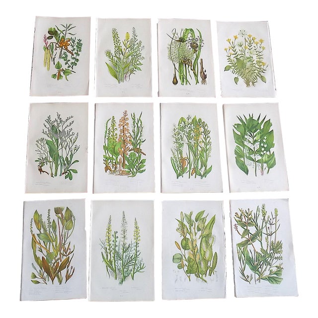 Authentic Antique 19th Century Botanical Lithographs - Set of 12 For Sale