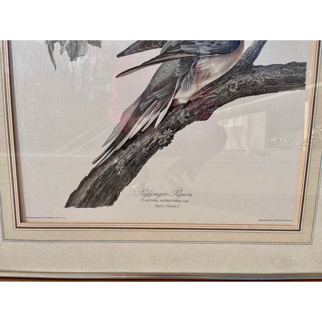 1960s XLarge 35"h Reproduction Prints of Audubon "Birds of America" Engravings by R. Havell -Set of 2 For Sale - Image 11 of 17