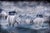 Lost in the Ice by Marcin Owczarek | Photography of polar bears in a surreal icy landscape For Sale