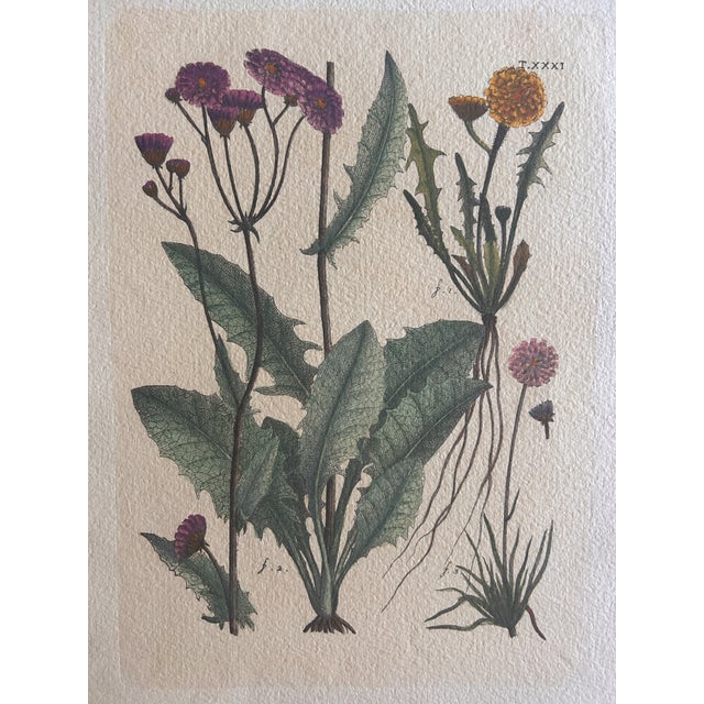 Late 18th Century Set of 6 Antique French Botanical Fruit Engravings c.1800-1850 For Sale - Image 5 of 7