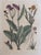 Late 18th Century Set of 6 Antique French Botanical Fruit Engravings c.1800-1850 For Sale - Image 5 of 7