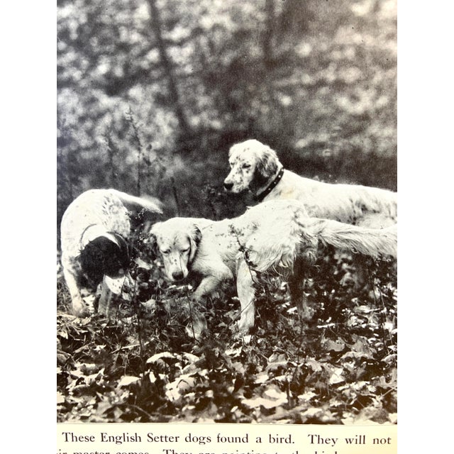 Wonderful book illustration from much-loved children's book on dogs. English Setters. Ready for framing! Great for a...