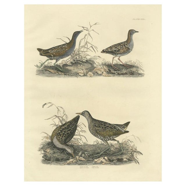 Large original hand-colored antique ornithological print made by Selby and published around 1826. The text identifies the...