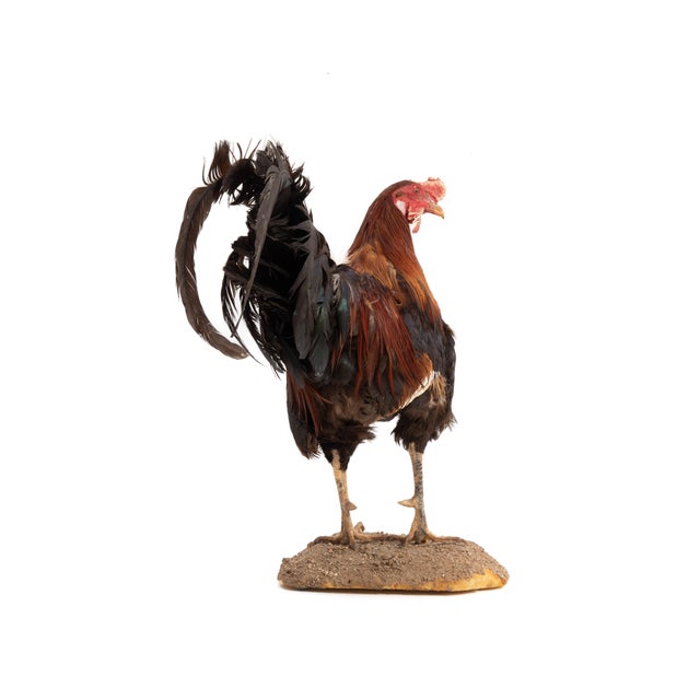 Late 20th Century Life-Size Gamecock Taxidermy Mount Brilliant Red Orange Plumage Sand Mount Rooster For Sale - Image 5 of 17