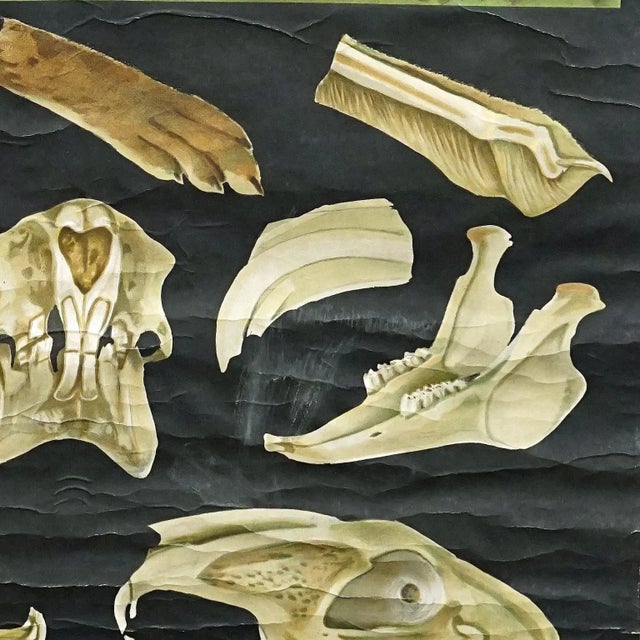 1960s Hare Rabbit Countrylife Wall ChartJung Koch Quentell, 1960s For Sale - Image 5 of 8