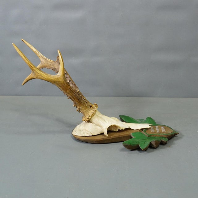 Mid 20th Century Great Black Forest Red Deer Trophy on Carved Plaque - Germany 1951 For Sale - Image 5 of 6