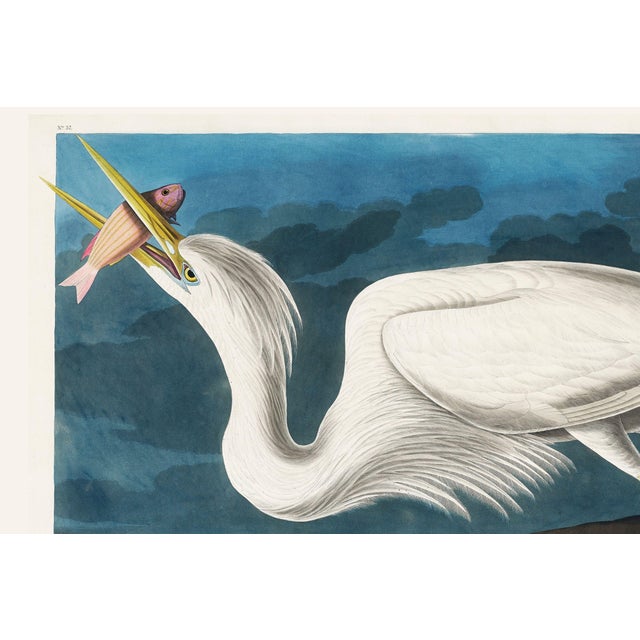 Not Yet Made - Made To Order Great White Heron, Vintage Art Print Reproduction From Birds of America by John James Audubon, 36″ × 24" For Sale - Image 5 of 8