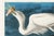 Not Yet Made - Made To Order Great White Heron, Vintage Art Print Reproduction From Birds of America by John James Audubon, 36″ × 24" For Sale - Image 5 of 8