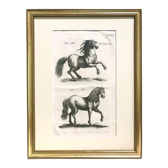 Original Antique Engraving Horses Merian & Jonston Amsterdam 1660 Equestrian Print. For Sale In New York - Image 6 of 6