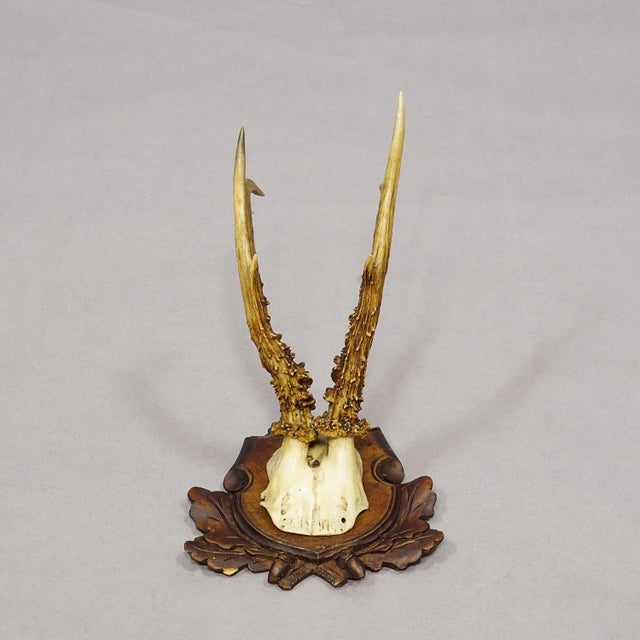 Rustic European Antique Collection of Six Roe Deer Trophies, Germany Ca. 1890s / 1900s For Sale - Image 3 of 10