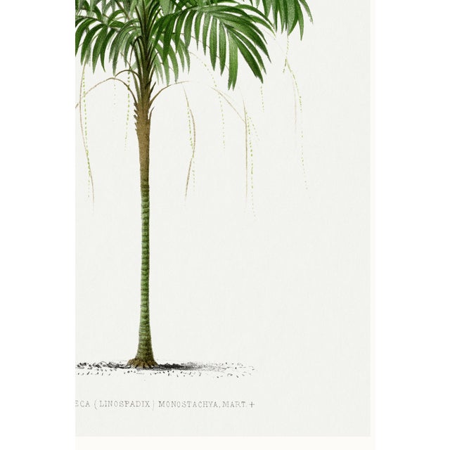 Royal Palm Study, Vintage Botanical Art Print Reproduction, 32" X 48" For Sale - Image 10 of 10
