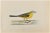 Grey-Headed Wagtail is a modern artwork realized in 1870 by the British artist Alexander Francis Lydon (1836-1917)....