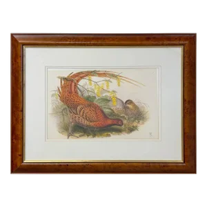 John Gould Pheasants "Phasianus Soemmeringii" Large Lithograph, Framed