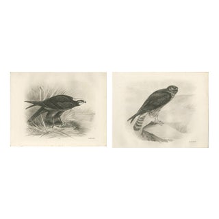 Stonham, Marsh and Hen Harrier Bird, 1908, Monochrome Ornithological Plates, Set of 2 For Sale