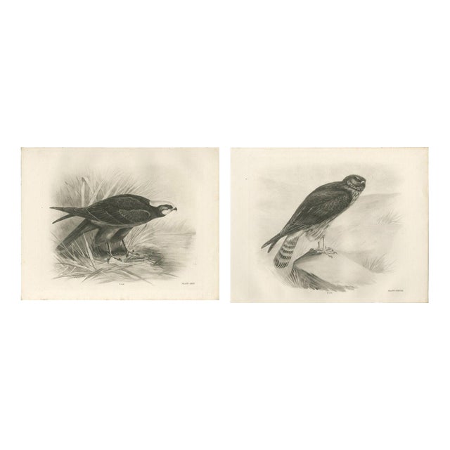 Stonham, Marsh and Hen Harrier Bird, 1908, Monochrome Ornithological Plates, Set of 2 For Sale
