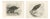 Stonham, Marsh and Hen Harrier Bird, 1908, Monochrome Ornithological Plates, Set of 2 For Sale